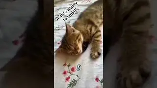 A cat's ability to smell !#nature #animals #cat #shorts