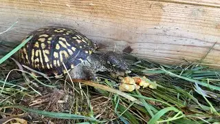Feeding the BOX TURTLES a snack.