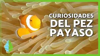 10 DATOS CURIOSOS sobre el PEZ PAYASO 🐠 | ¿Son hermafroditas?