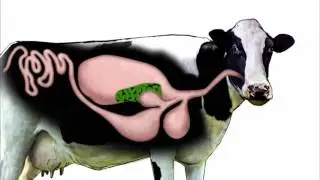 Ruminants