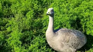 Гуска куряча (Cereopsis novaehollandiae) - Cape Barren goose