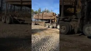 Unloading log truck Volvo 330