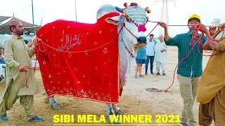 Sibi Mela Winner 2021 - Cow Mandi 2021 - Atang Cow - Cow - Mandi 2021