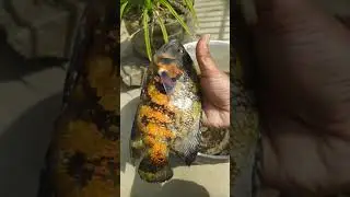 must watch beautiful fish has died 😭😭