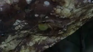 Allobates sp. at Cristalino Jungle Lodge