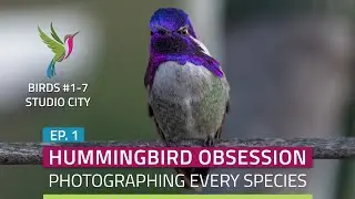 Photographing Every Hummingbird Species: The Beginning - Ep. 1