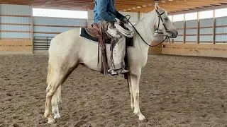 SOLD!! AQHA PALOMINO FILLY BEING OFFERED AT THE RANCH HORSE SALE & COWBOY CHRISTMAS 12/6/25