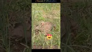 Grey francolin mating video|Dakhni teetar breeding progress|teetar breeding season|#dakhniteetar