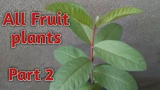 Growing Fruit plants from seeds UPDATE | Part 2 || SA Gardening