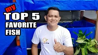 MY TOP 5 ORNAMENTAL FISH IN MY BACKYARD (English Subtitle)