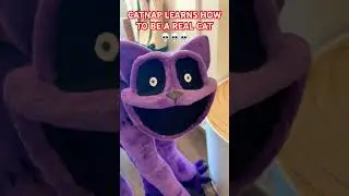 CATNAP LEARNS HOW TO BE A REAL CAT 😹😹😹 #plushtoys #plush #catnap #smilingcritters