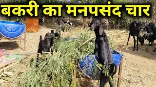 बकरी का मनपसंद चार || Bakri ka manpasand chara #goatfarmvideo #goatfarmvideovlogs 