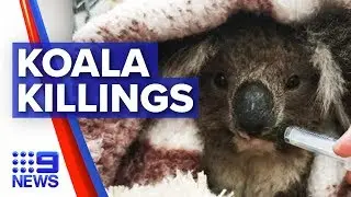 'Koala massacre' discovered on logging plantation | Nine News Australia