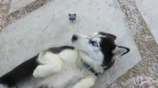 Funko  pop: Pop Pets Siberian Husky (quick look )