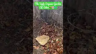 This Is My Organic Garden Looks Like Before I Plant My Spring Veggies And Flowers.🦋🌸🍏🍎🥕🍅🥦🌸🐝