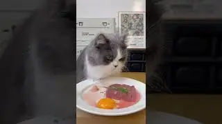 cat eat meatslices 🥩🥚🍳|cat eating sliced meat 🐓| ASMR cat mukbang #cat #cats