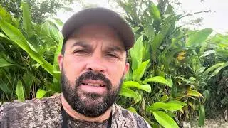Entrenamiento de perros de cacer&iacute;a desde cero. Parte 8.3 force fetch con Ecollar.#hunting #labrador