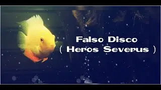 Falso disco Heros severus