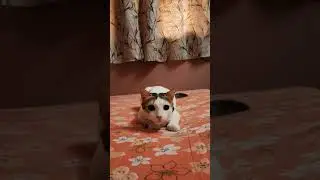 Sneaky Kitten 😹 #billy #kittens #kitty #kitten #cats #cat #cute #funny #shorts