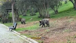 Animals Living in Skyscrapers: A Hidden World Explained