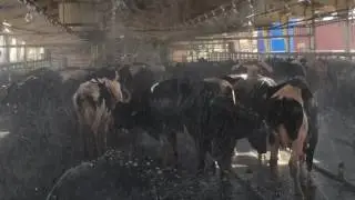 2 n 1, Cattle udder wash and body wash