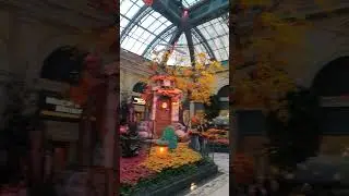 Walking Through the Bellagio Garden 🌿 #LasVegas #Shorts