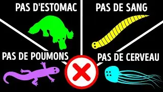Des Faits Sur Les Animaux Que Tu N'as Pas D&eacute;j&agrave; Entendus 50 Fois