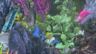 ♡ Melissa ♡ is live! #aquascape #aquariumfish #shorts #tank #relaxing #fishtank #fishlife #live