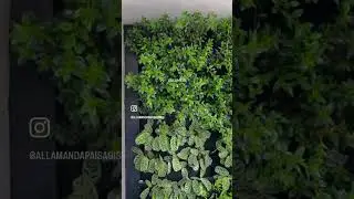 Plantas para jardim vertical! Dicas do paisagista Marcel