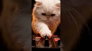 Wait for the final paw tap on the crossfader&mdash;certified banger unlocked! #viralvideo #fypyoutube #fyp