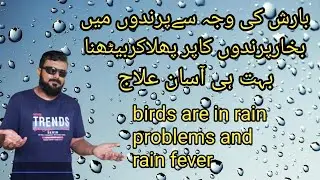 bird fever # Bird Lazy the Rain # Rain disease  the birds #