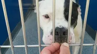 Long Beach Animal Care Services Adoptable Dogs Kennel Walkthrough 06/12/2022