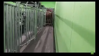 Einmelken an der R&uuml;tti
