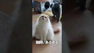 【予告】猫を飼っている人が無意識のうちにやってしまう事⑤選｜静かな暮らしの変化