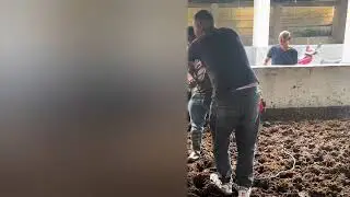 赣州宁都石上镇盘了两头极品土大公牛，还要给出拦费？有这种习俗吗？#我的乡村生活 #农村养牛 #抖音新农人