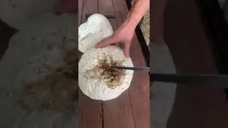 Can you eat a giant puffball mushroom!!? Of course!