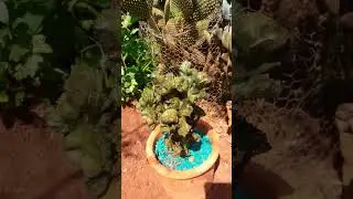 cacto MoNsTro🌵🐲 e PaTa de DRaGoN🐉🐶 🌵❤Thor 🐕❤🏡🙏
