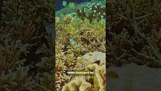 They Built Heat Proof Coral !