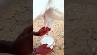 Ancient Tribal Recipe Saves Foreigner