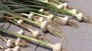 How I Plant Garlic, Grow Garlic, Harvest Garlic, and Cure Garlic.