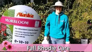 Fall Rhododendron Care: Fertilize NOW for spring blooms!