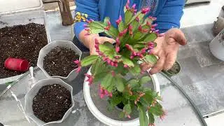 Acompáñenme a trasplantar cactus de primavera son muy lindos !!