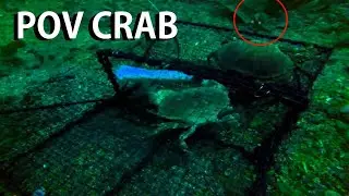 Creatures & Creepy Crawlies Caught on Gopro in Crab Trap!