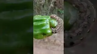 What Is Eating My Peppers? Worms On Peppers