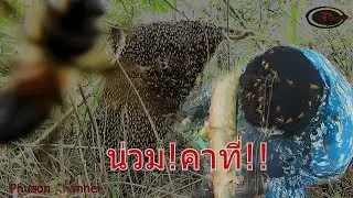 พรานมังกรกำแพงเพชร โดนผึ้งหลวงรุมต่อยยับทั้งตัวเพราะความประมาท