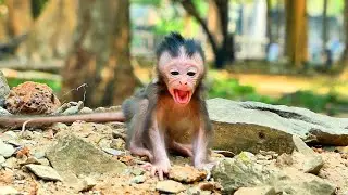 Primate monkey.../Adorable Baby call out his mother.../Superb life baby.../Nice clip