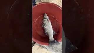 Özderede 20.12 Balık mezatı 