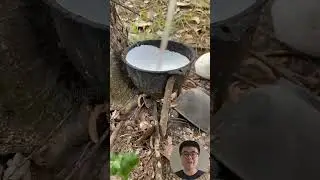 Rubber Tree Tapping #Farming #Tools #Efficiency