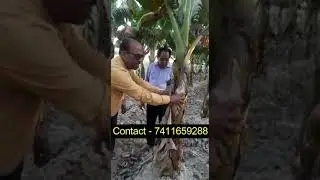 Banana Result by Indiagro Products 💪 BHUASTRA SUPER | Grow Magic Advance