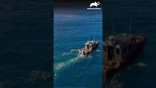 Mergulhe na aventura: expedi&ccedil;&atilde;o submarina com ROV